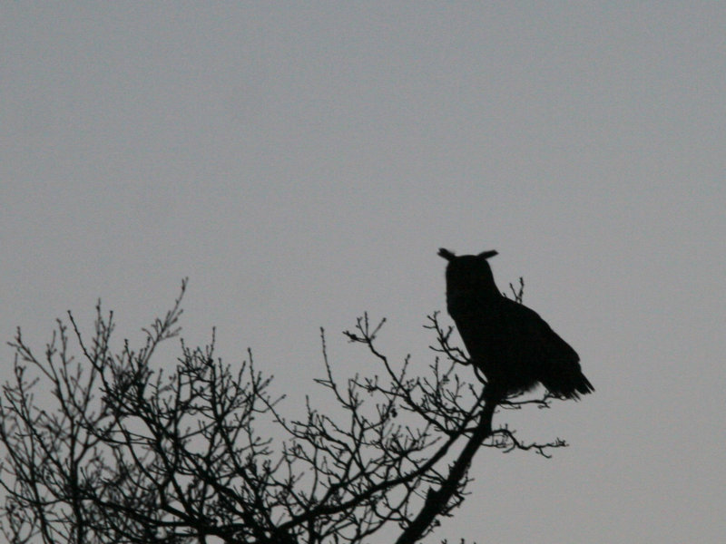 IMG_4844_crop.jpg