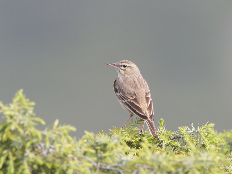 Anthus campestris