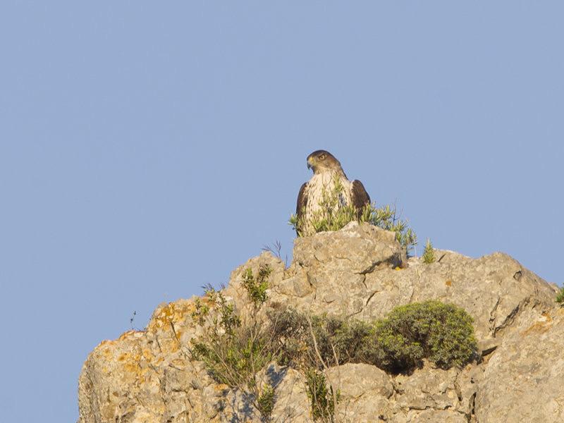 Aquila fasciata