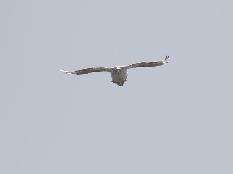 Aquila fasciata