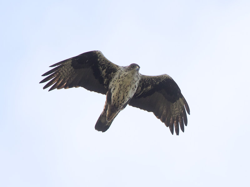 Aquila fasciata