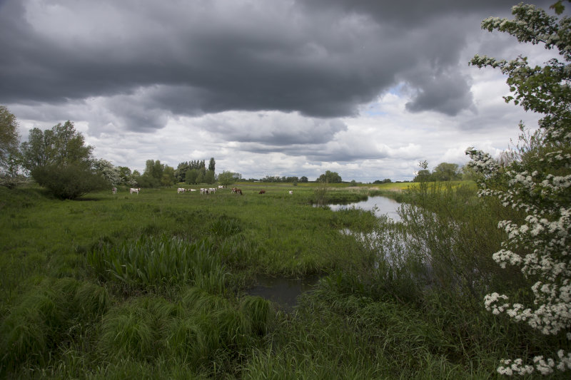 Herxerwaard