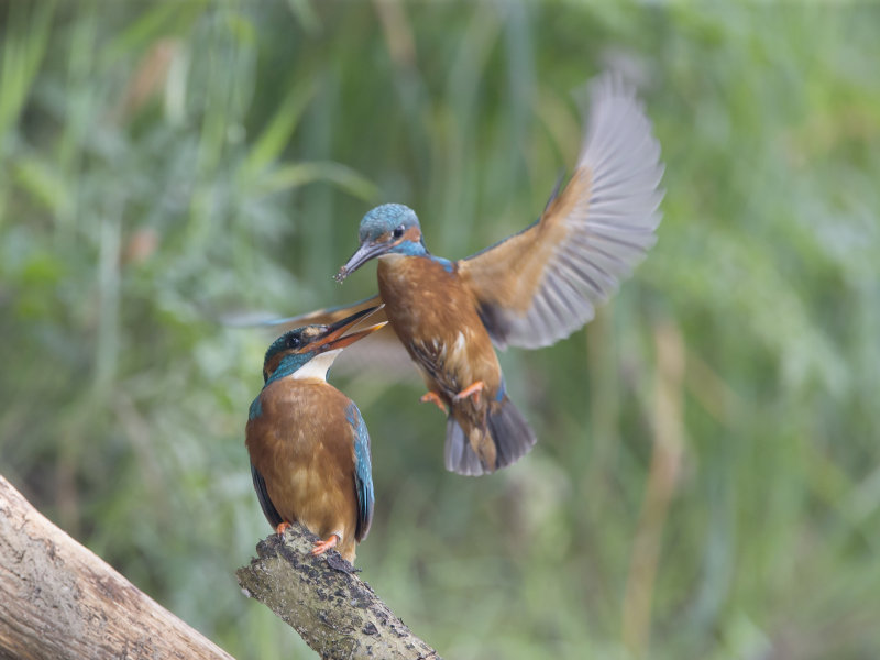 ijsvogel5.jpg