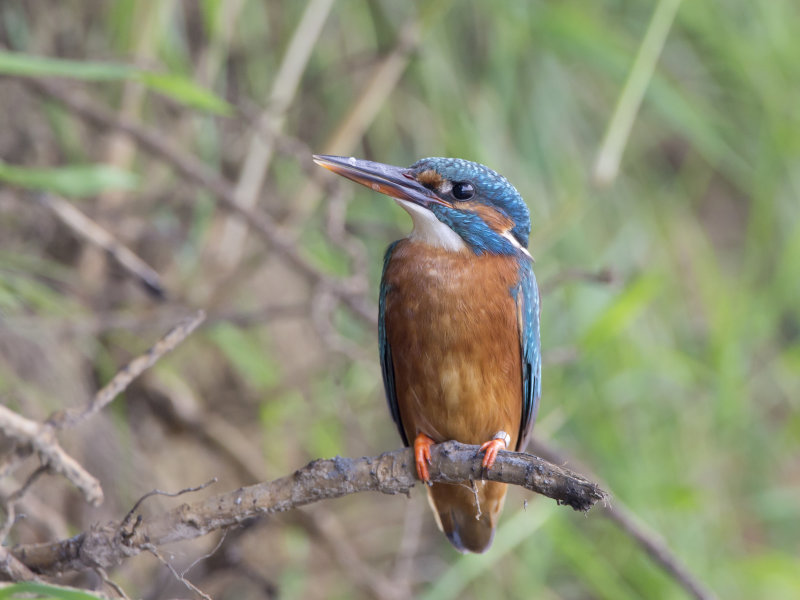 ijsvogel3.jpg