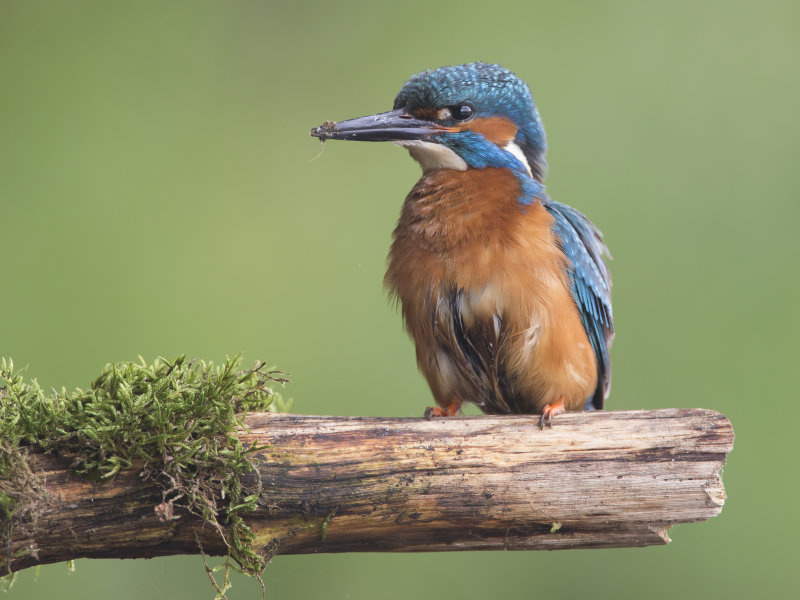 ijsvogel4.jpg