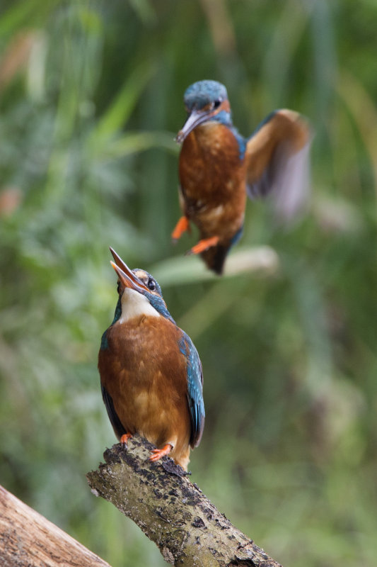 ijsvogel2.jpg