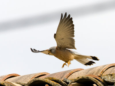 Falco naumanni