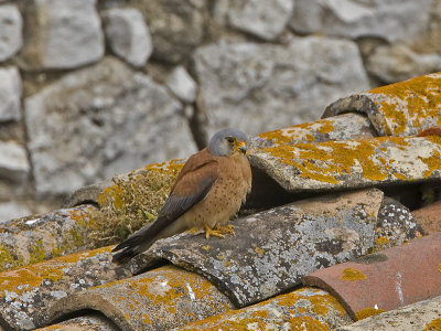 Falco naumanni