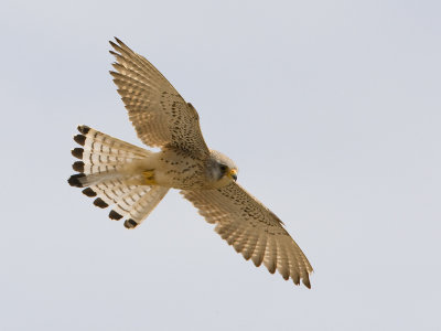 Falco naumanni