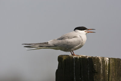 Sterna hirundo