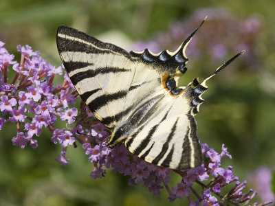 iphiclides_podalirius
