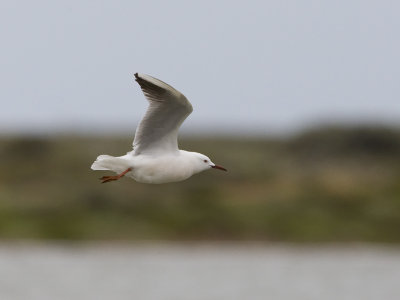 Chroicocephalus genei 