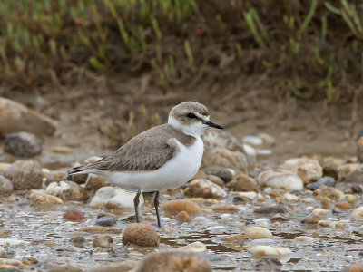 charadrius_alexandrinus