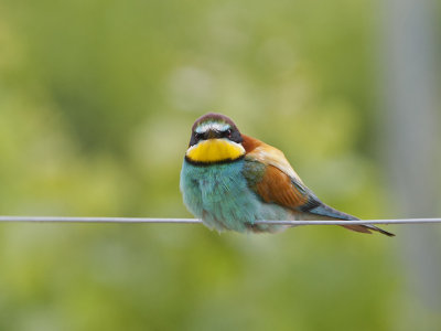 Merops apiaster