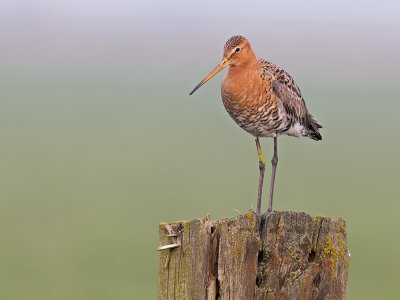 Limosa limosa