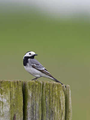 motacilla_alba