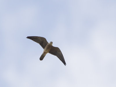 falco_vespertinus