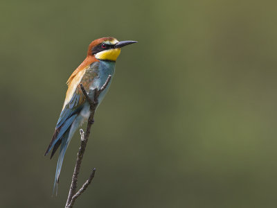 merops_apiaster