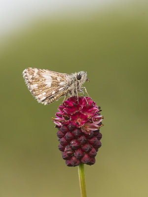 pyrgus_malvae