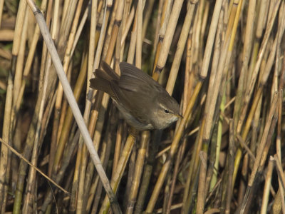 Phylloscopus fuscatus