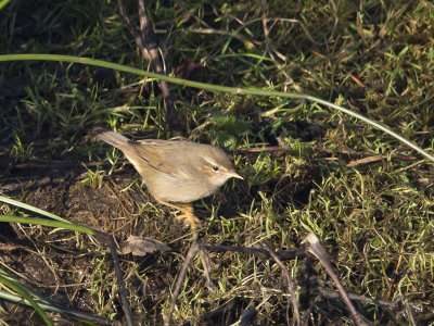 Phylloscopus fuscatus