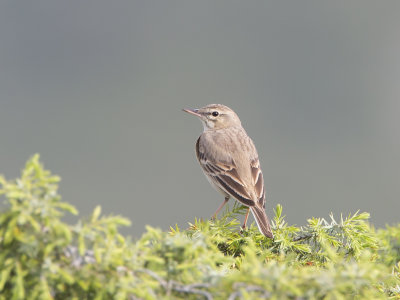 Anthus campestris