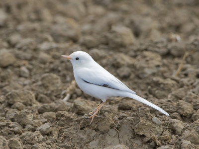 Motacilla spec. partial albino