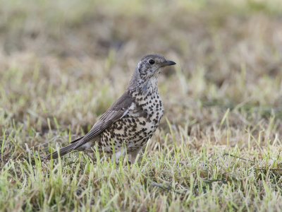 turdus_viscivorus