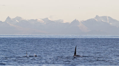 orca lofoten.jpg