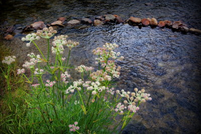 Flowers of Rock Creek
