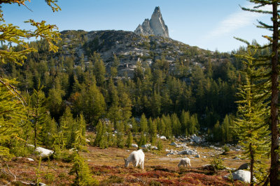 Goats at the Enchantments