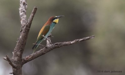 Bee Eater