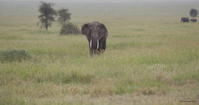Serengeti Afternoon