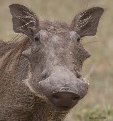 Young Warthog