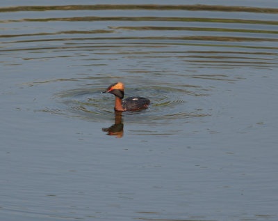 Horned Grebe  (Podiceps auritus)