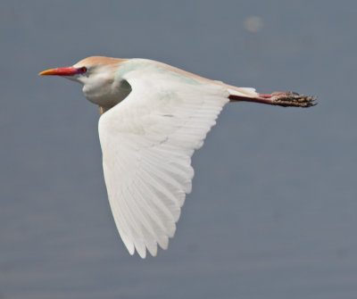 Cattle Egret  (Bubulcus ibis)