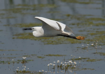 Little Egret  (Egretta garzetta)