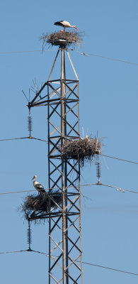 White Stork (Circonia circonia)