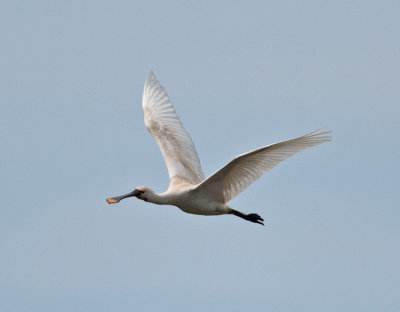 Spoonbill (Platalea leucorodia)
