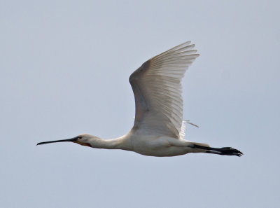 Spoonbill (Platalea leucorodia)