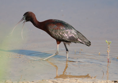 Glossy Ibis (Plegadis falcinellus)