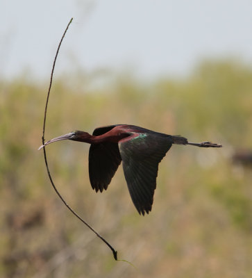 Glossy Ibis (Plegadis falcinellus)