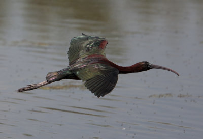 Glossy Ibis (Plegadis falcinellus)