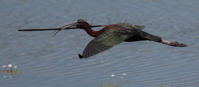 Glossy Ibis (Plegadis falcinellus)