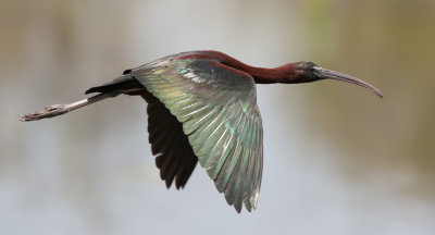 Glossy Ibis (Plegadis falcinellus)