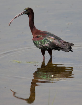 Glossy Ibis (Plegadis falcinellus)