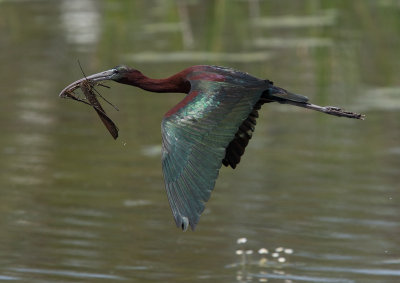 Glossy Ibis (Plegadis falcinellus)