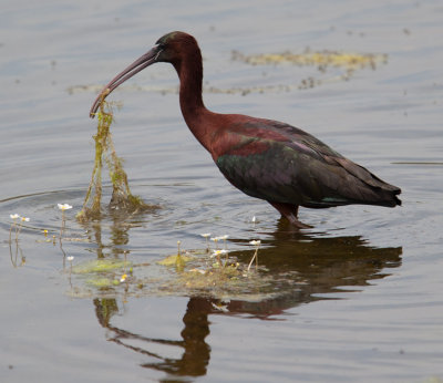 Glossy Ibis (Plegadis falcinellus)