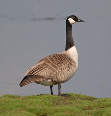 Canada Goose  (Branta canadensis)