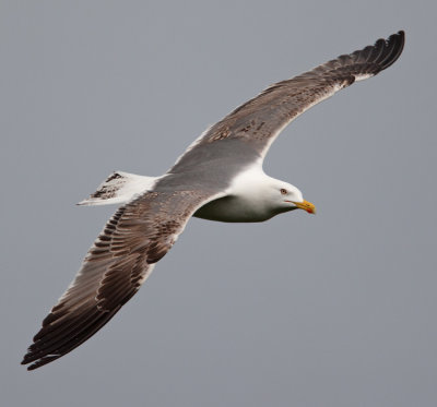 Yellow-legged Gull  (Larus cachinnans)